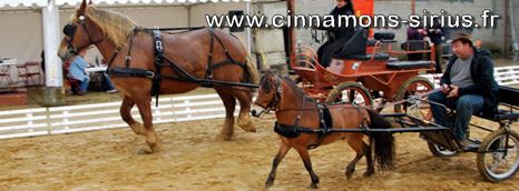 cheval miniature vs cheval de trait