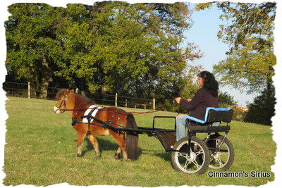 training the miniature horse to drive