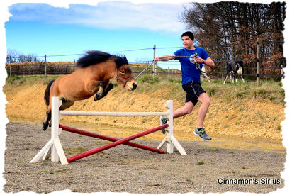 obstacle droit cheval miniature